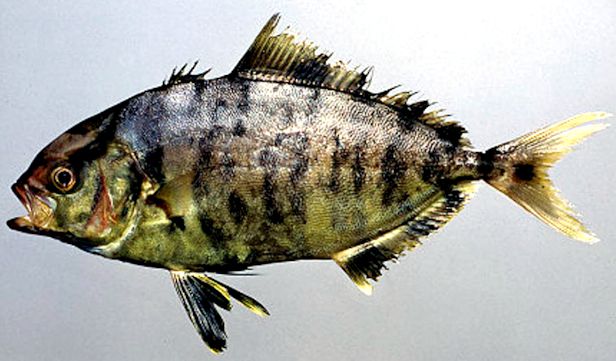 Seriola fasciata_006.jpg